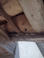 Nephilingis cruentata