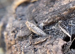 Meinertellidae