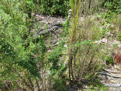 Lespedeza virginica