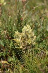 Castilleja occidentalis