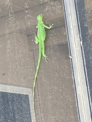Iguana iguana