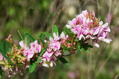 Lespedeza virginica