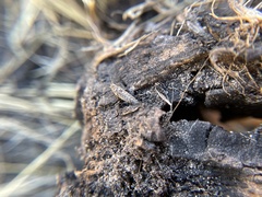 Meinertellidae
