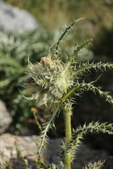 Cirsium scopulorum