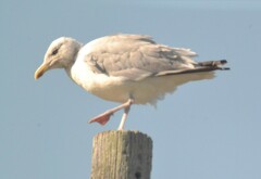 Larus argentatus image