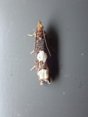 Epinotia trigonella