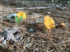 Craterellus ignicolor