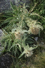 Cirsium scopulorum