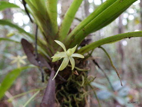 Angraecum huntleyoides