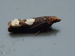 Epinotia trigonella