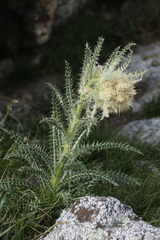 Cirsium scopulorum
