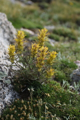 Castilleja flava