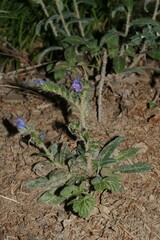 Echium