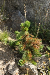 Pinus aristata