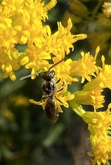 Anthophila
