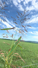 Sorghum halepense