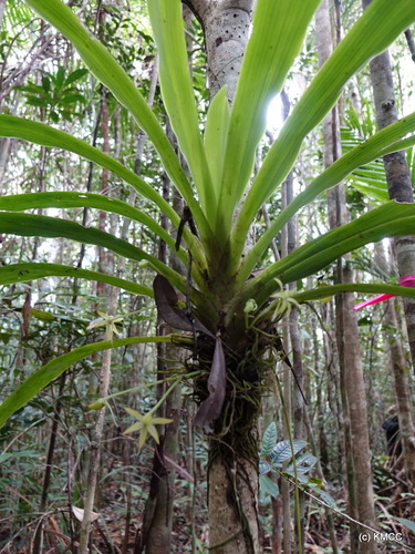 Angraecum huntleyoides image