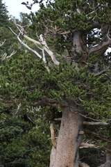 Pinus aristata