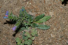 Echium