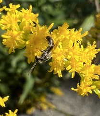 Anthophila
