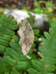 Lambdina fiscellaria