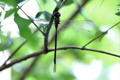 Triacanthagyna trifida