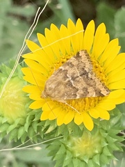 Schinia lynx