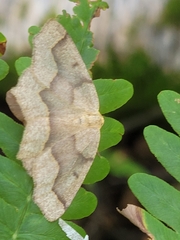 Lambdina fiscellaria