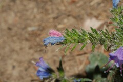 Echium