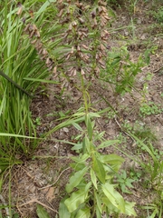 Salvia pentstemonoides