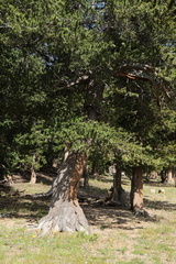 Pinus aristata