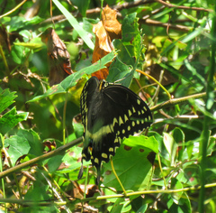 Papilio palamedes