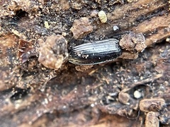 Platynini