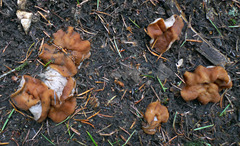 Gyromitra perlata