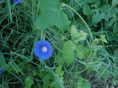 Ipomoea hederacea