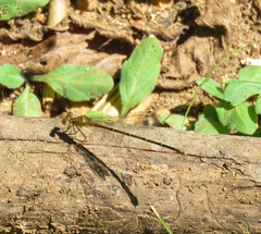 Argia apicalis