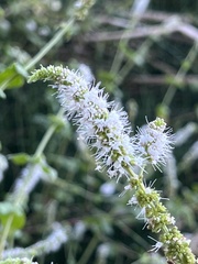 Mentha suaveolens