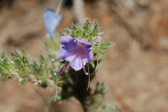 Echium