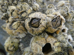 Semibalanus balanoides