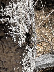 Sceloporus occidentalis bocourtii