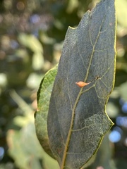 Andricus pedicellatus