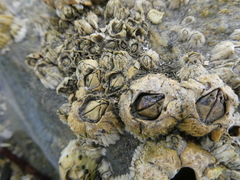 Semibalanus balanoides