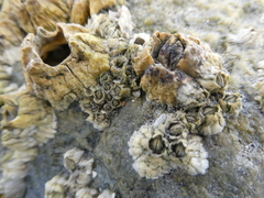 Semibalanus balanoides