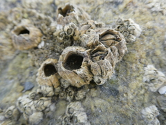 Semibalanus balanoides