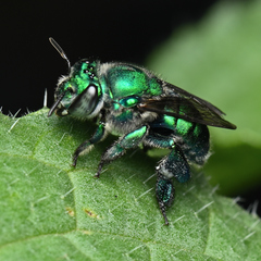 Euglossa viridissima