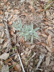 Artemisia ludoviciana