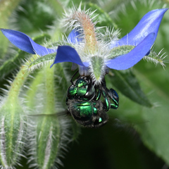 Euglossa viridissima