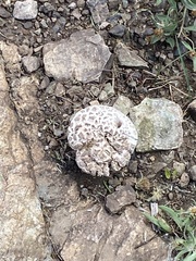 Calvatia booniana