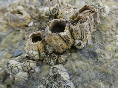 Semibalanus balanoides