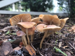 Marasmius oreades